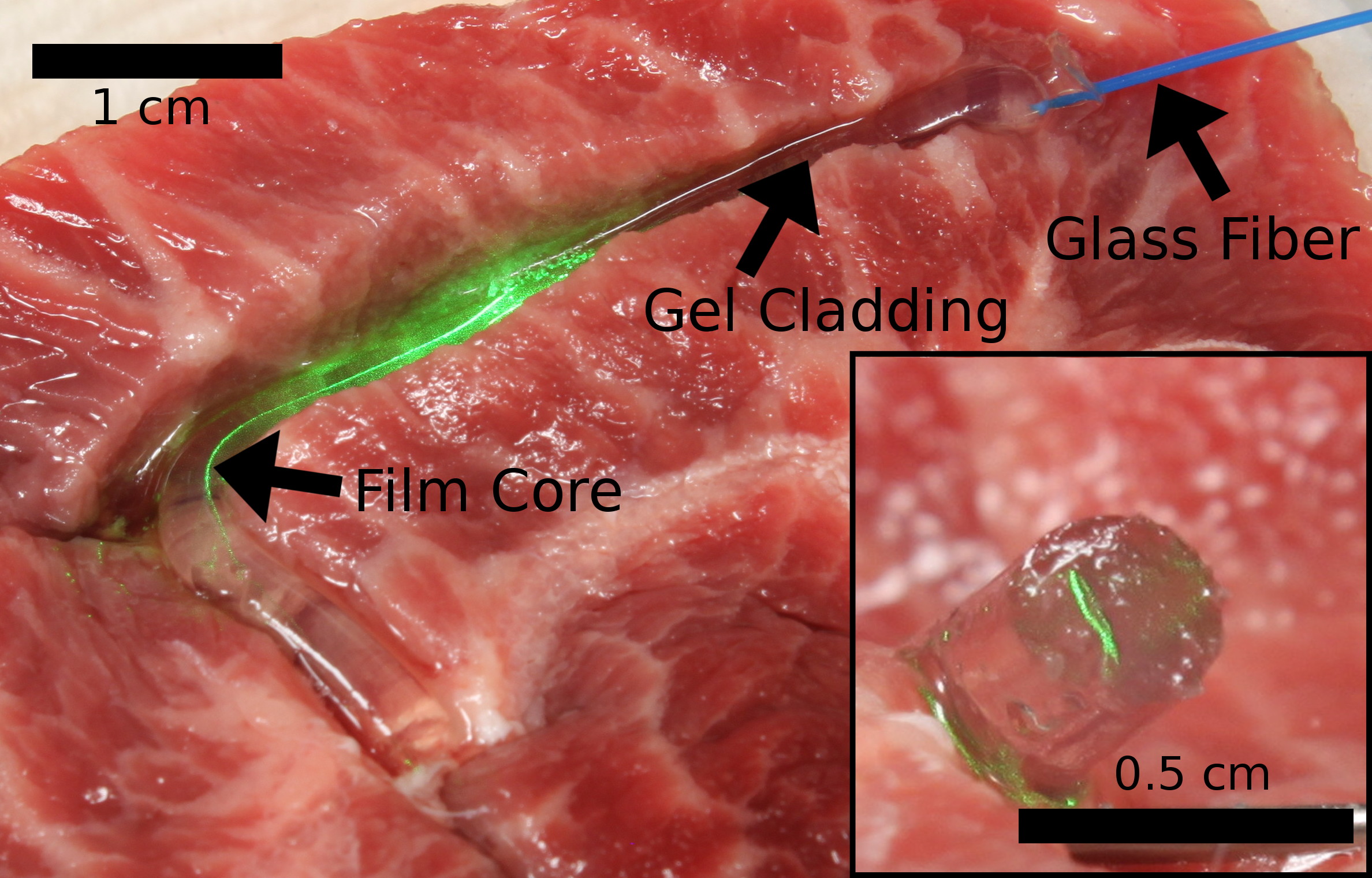 Biocompatible optical fiber in a steak