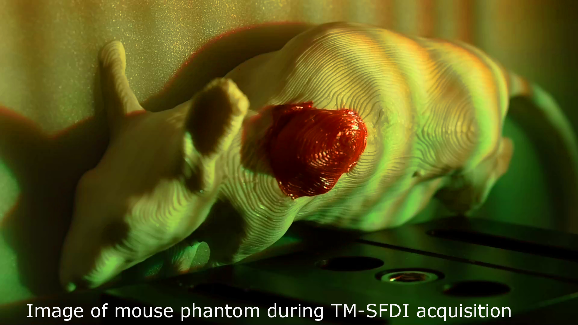 3D printed mouse being imaged with SFDI